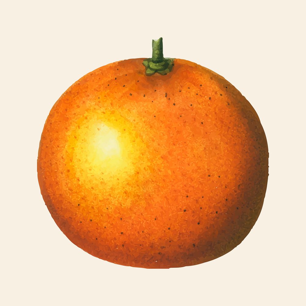 Hand drawn orange fruit vintage illustration