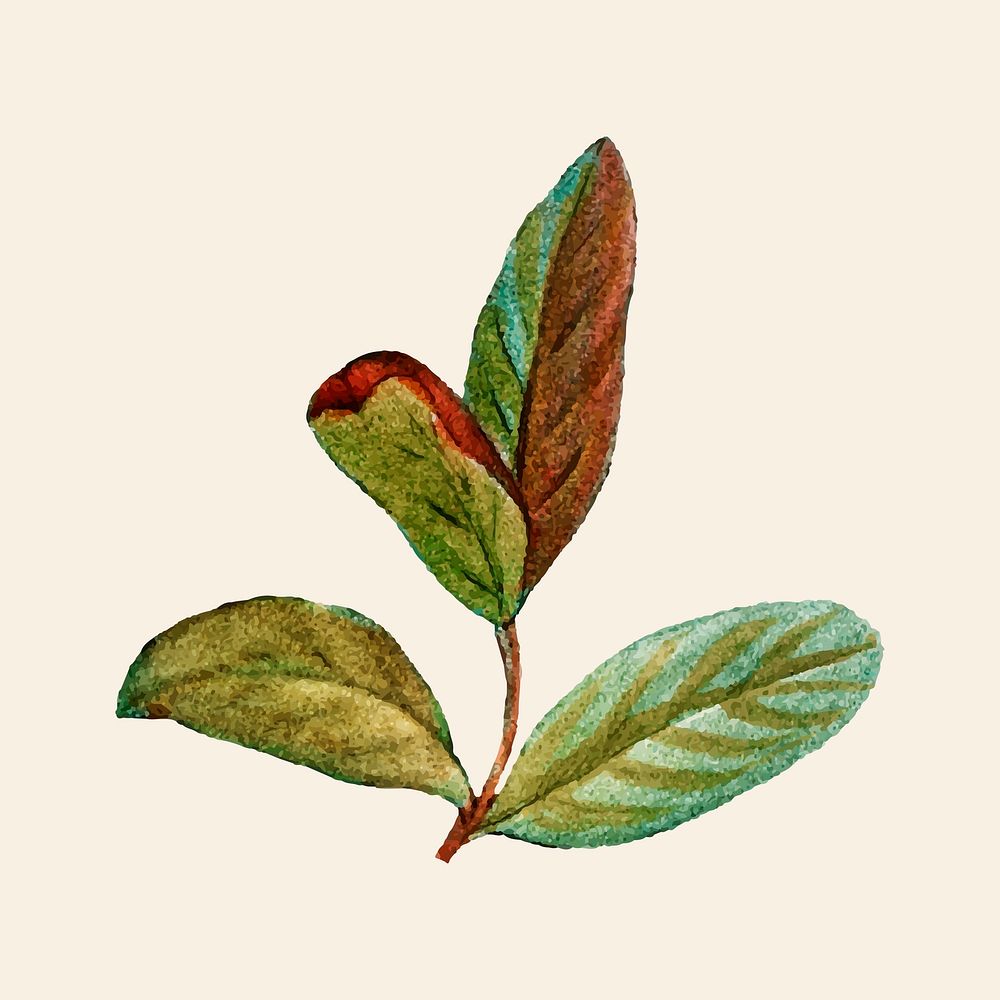 Hand drawn honeyberry leaf vintage leaf illustration