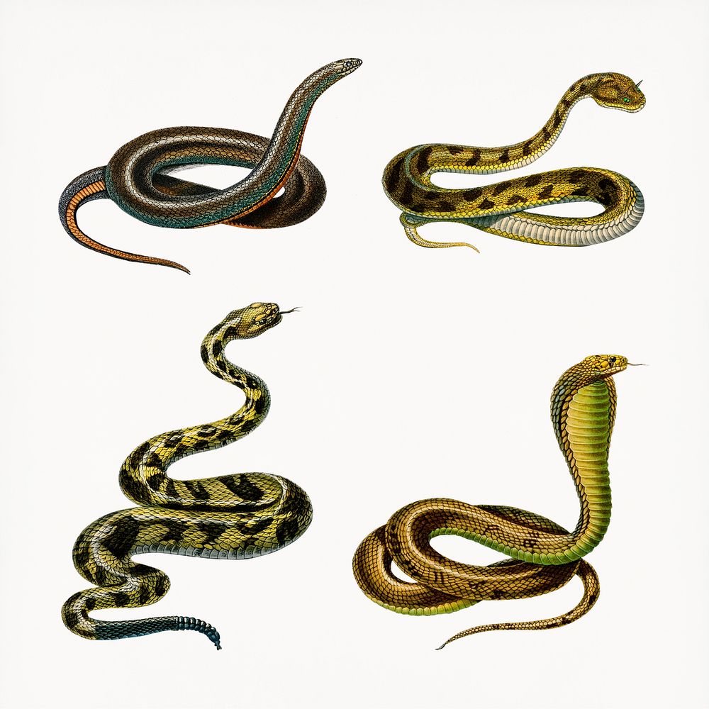 Vintage hand drawn snakes png, remix from artworks by Charles Dessalines D'orbigny