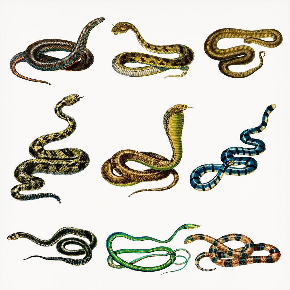 Vintage hand drawn snakes png, remix from artworks by Charles Dessalines D'orbigny