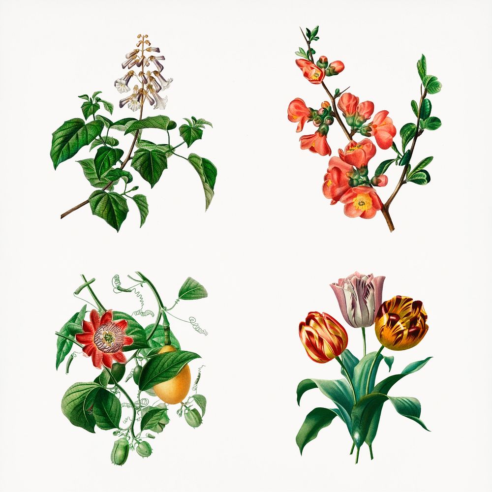 Vintage flowers psd hand drawn botanical, remix from artworks by Charles Dessalines D'orbigny