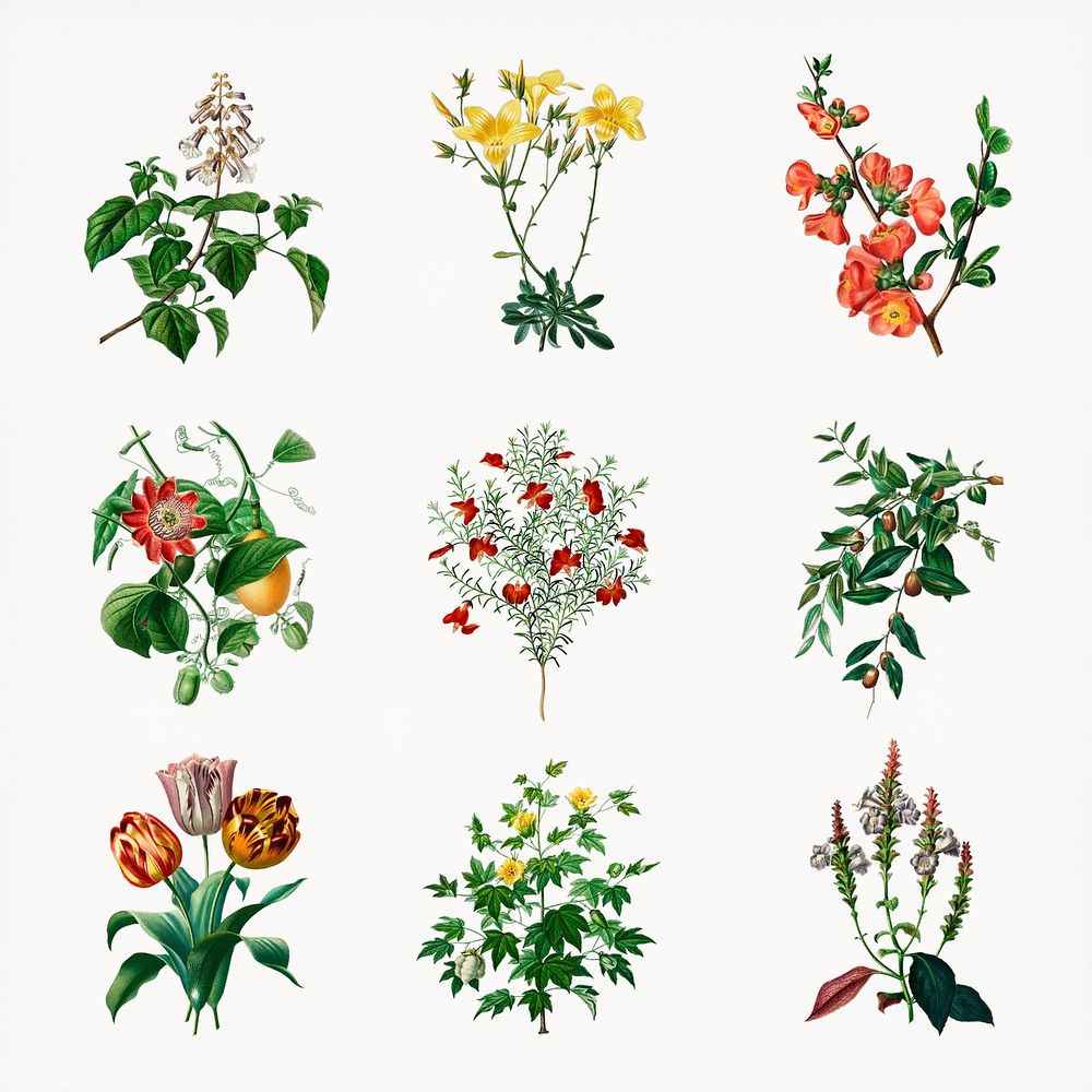 Vintage flowers psd hand drawn botanical, remix from artworks by Charles Dessalines D'orbigny