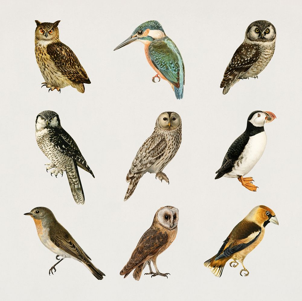 Vintage birds and owls psd hand drawn set