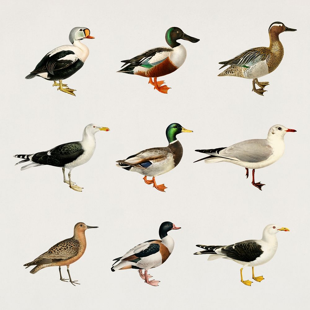 Vintage ducks psd hand drawn collection