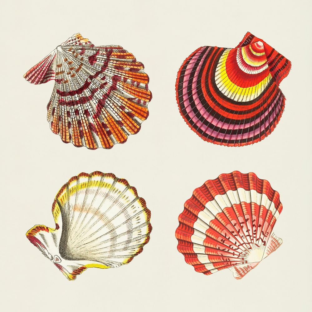 Seashell vintage illustration set psd