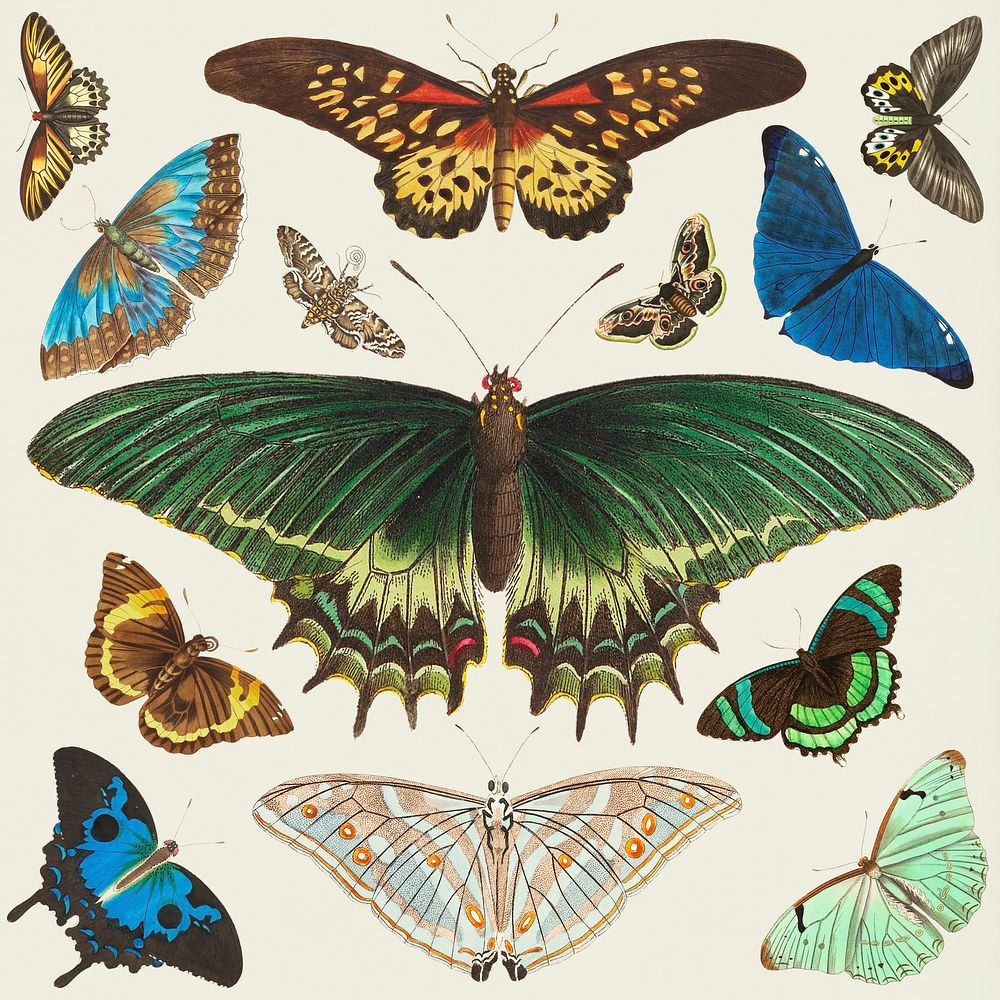 Psd butterfly vintage illustration set