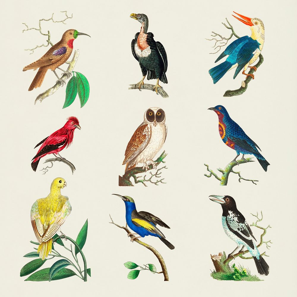 Birds vintage clipart collection psd