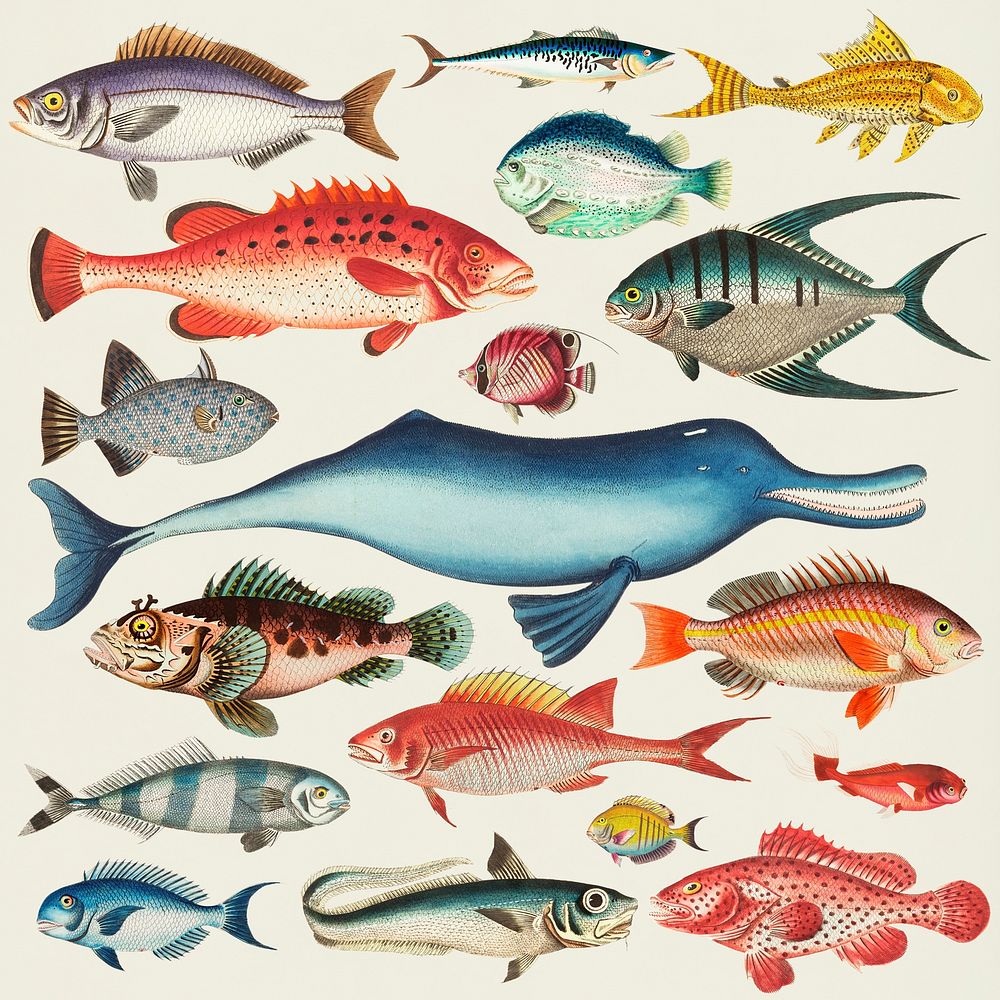 Psd colorful fish illustration set 