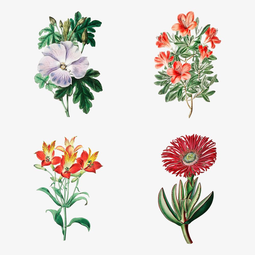 Flowers psd vintage botanical illustration set