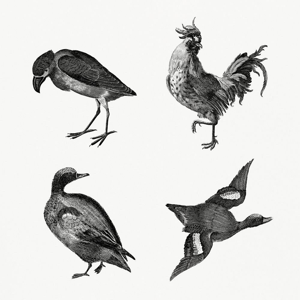BW duck and bird psd animal vintage hand drawn illustration