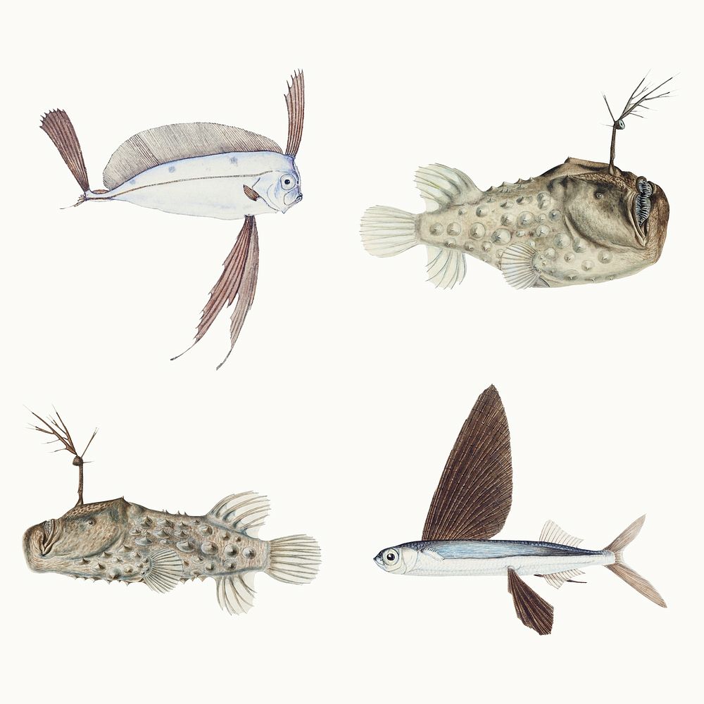 Ocean life fish vintage clipart illustration collection