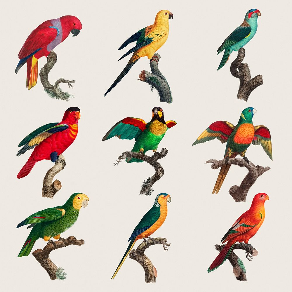 Psd tropical birds painting set
