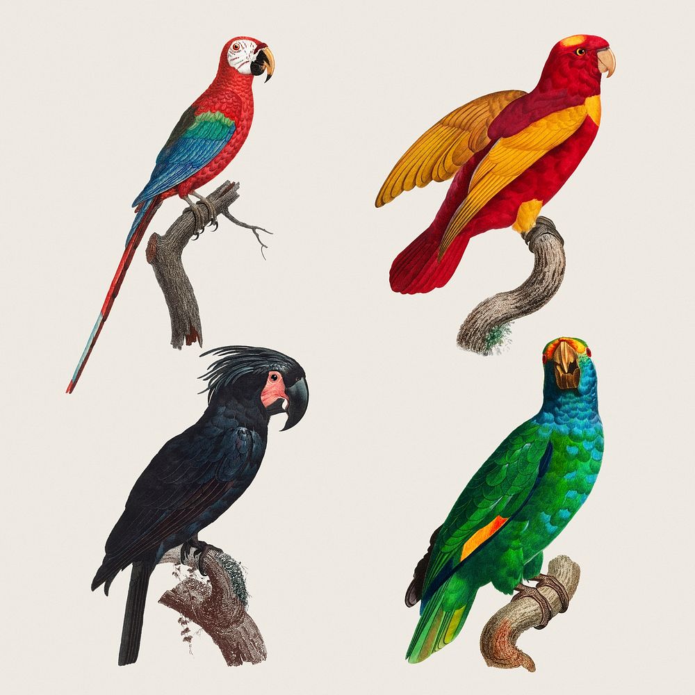 Vintage parrots collection psd drawing