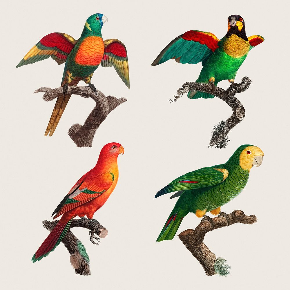 Vintage parrots set illustration psd