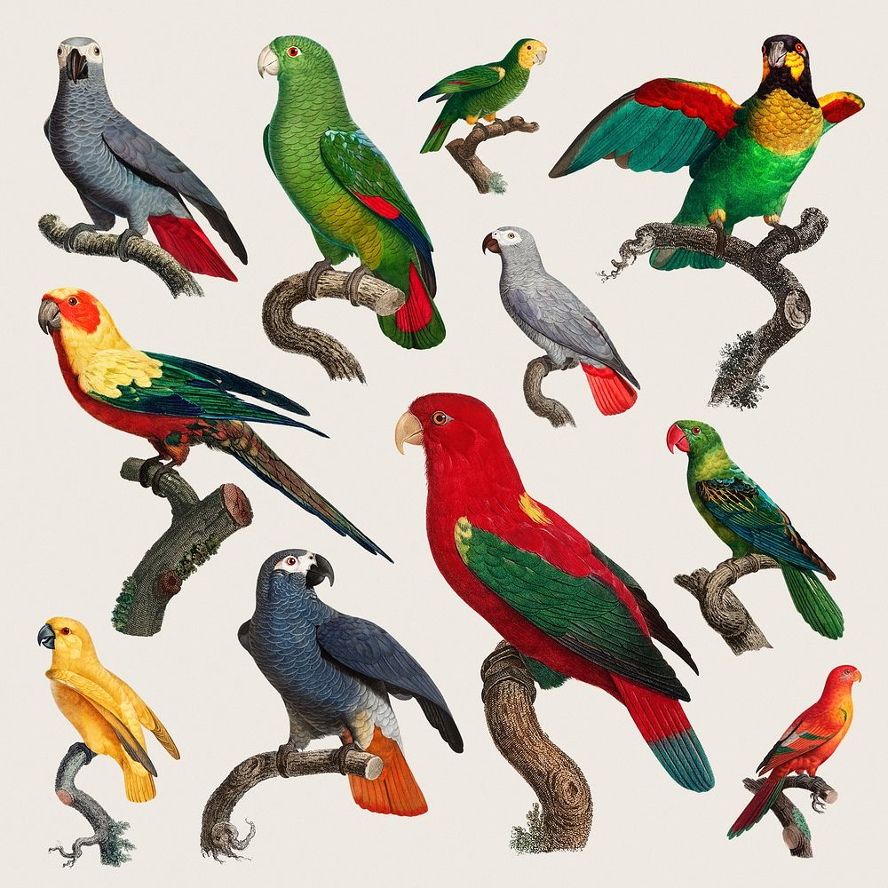 Parrots drawing set psd illustration