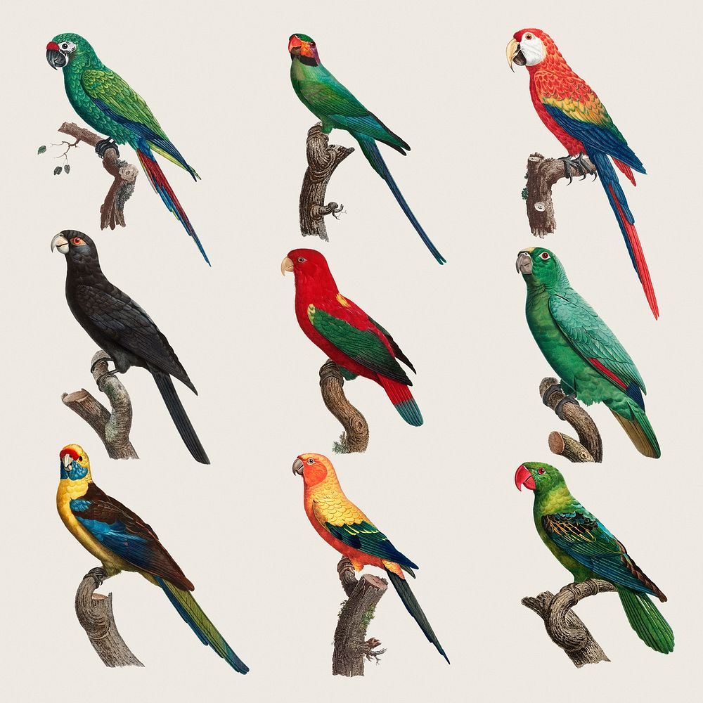 Vintage parrot painting collection psd
