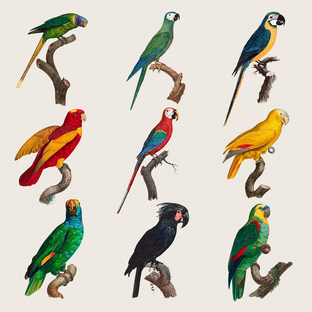 Psd vintage parrots illustration set