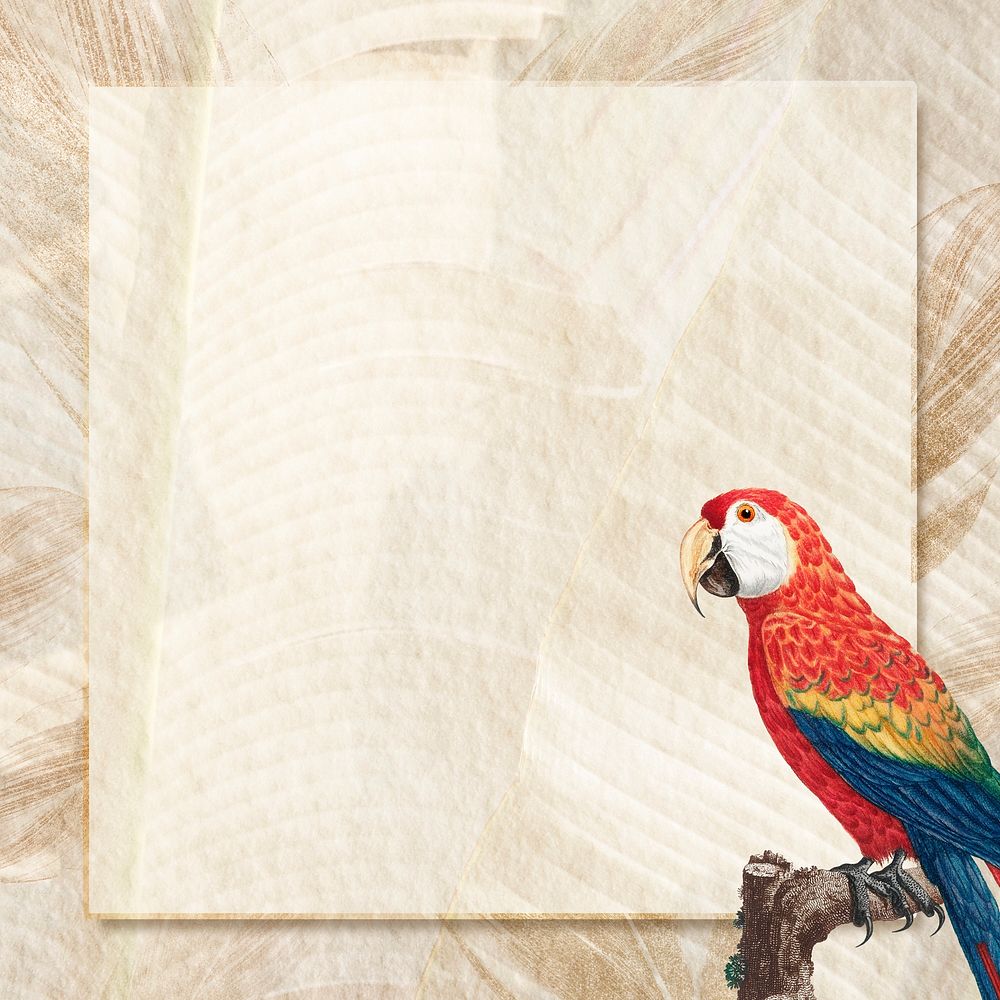 Brown frame with scarlet macaw bird psd