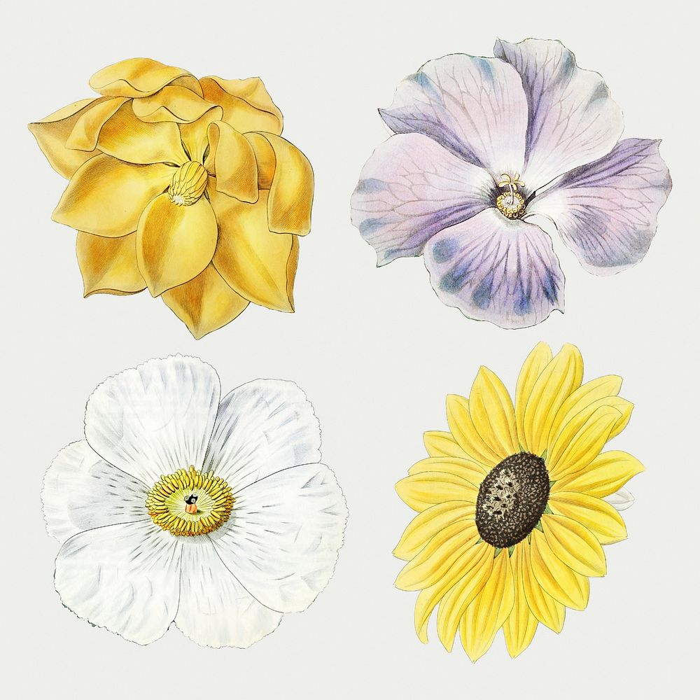 Vintage flowers illustrated psd set