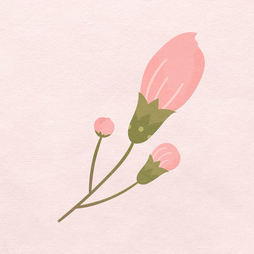 Pink sakura blossom flower blooming illustration