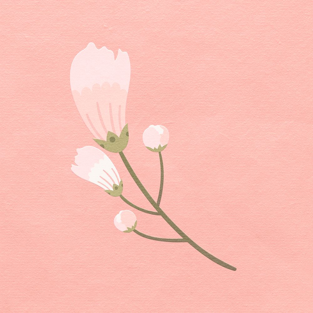 White cherry blossom flower blooming illustration