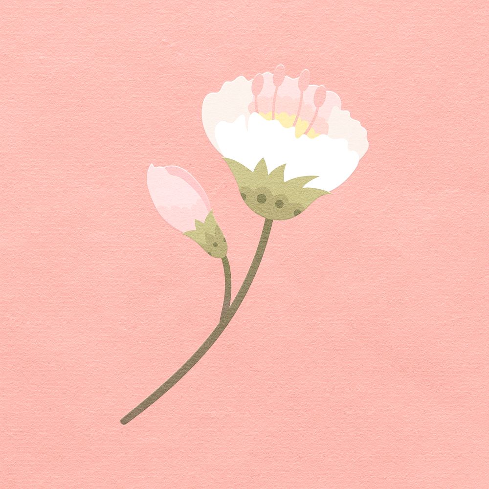 White cherry blossom flower blooming illustration