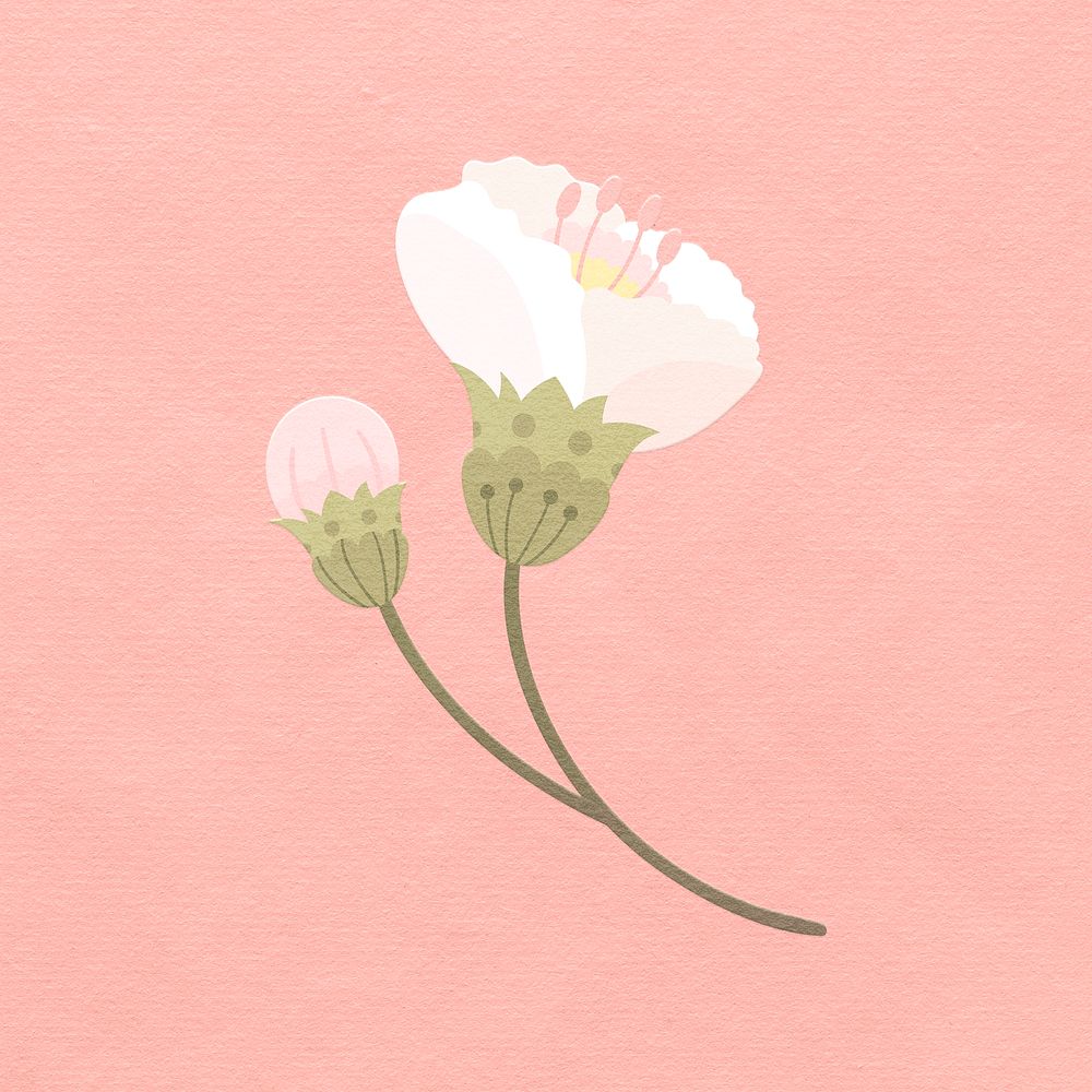 White sakura flower blooming illustration