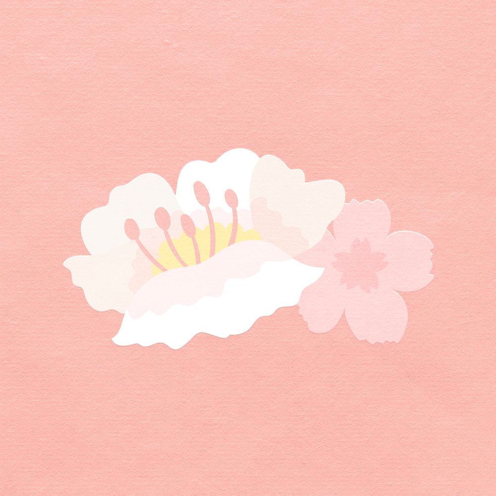 White cherry blossom flower illustration