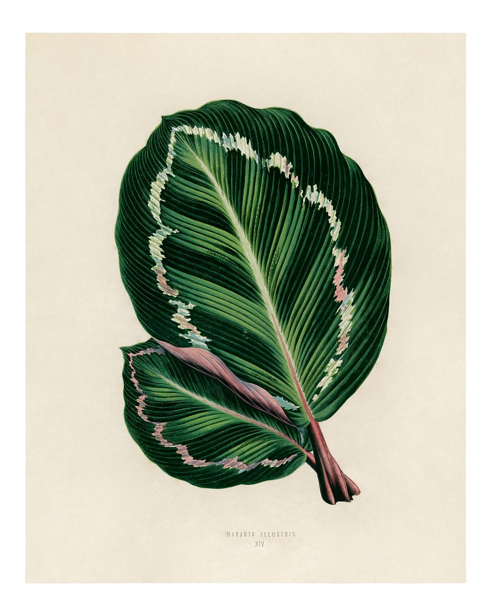 Green leaf art print, vintage Rose Painted Calathea (Maranta illustris) wall decor, enhanced from the artwork of Marcius…
