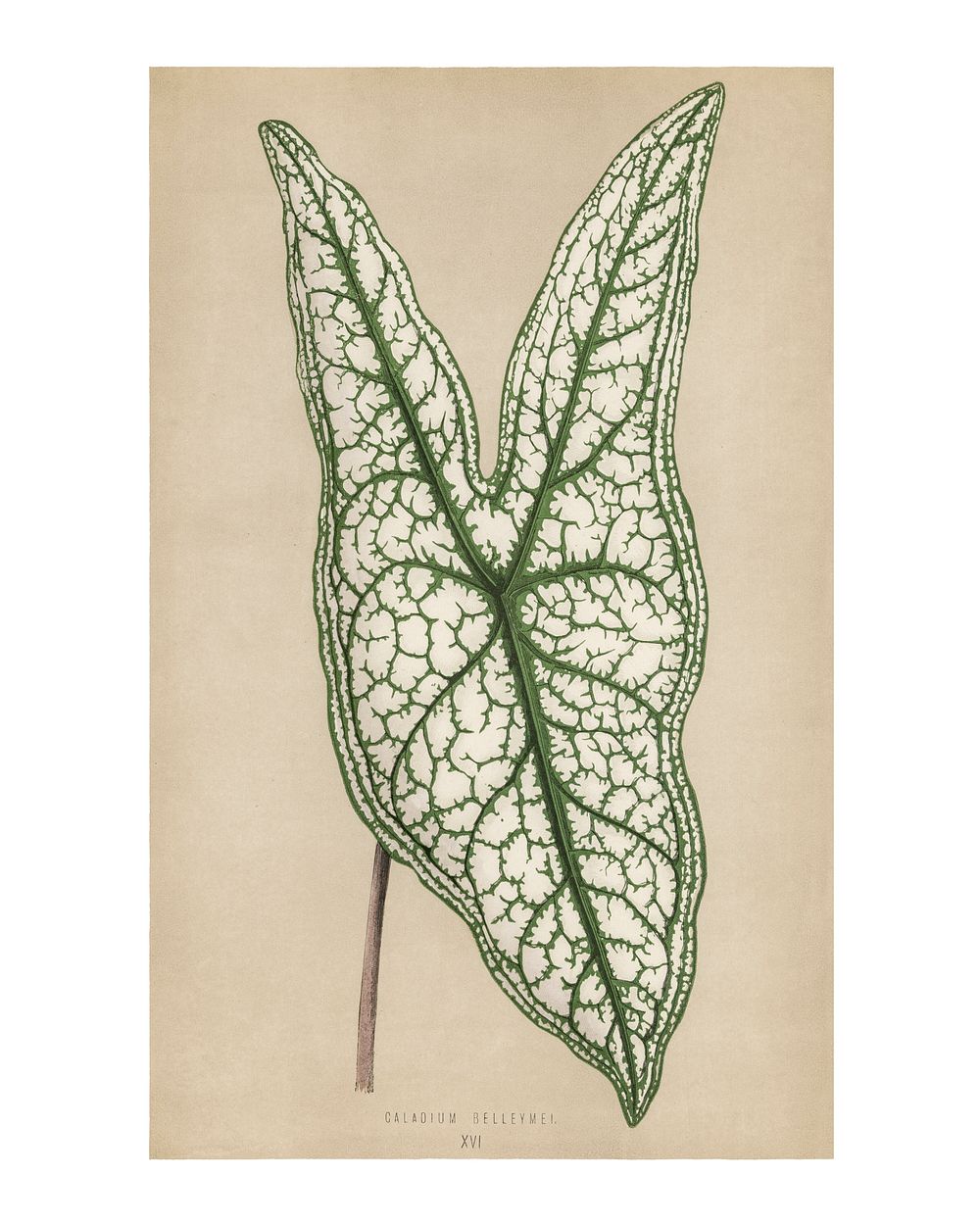 Plant leaf art print, vintage Heart of Jesus (Caladium Belleymel), enhanced from the artwork of Benjamin Fawcett