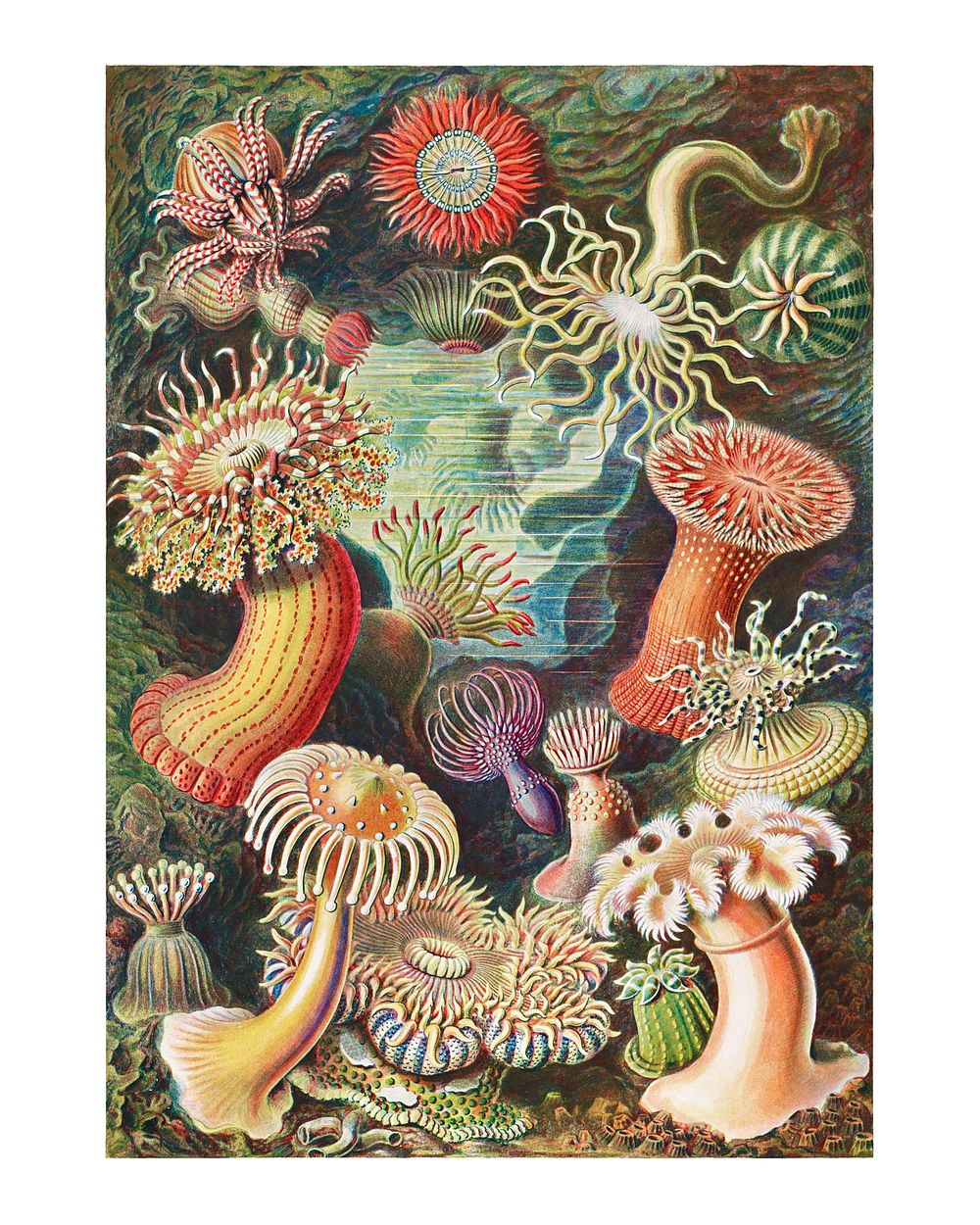 Mushroom vintage poster wall decor, from Kunstformen der Natur