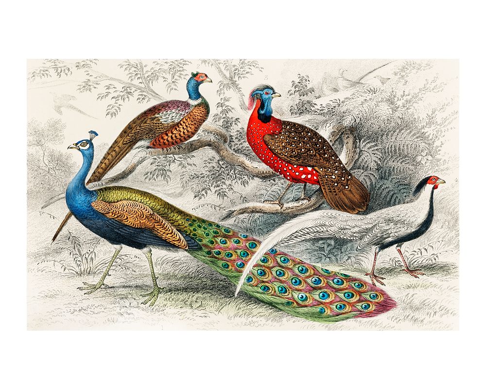 Oliver Goldsmith bird painting, printable Common Peacock, Ringed Pheasant, Horned Pheasant, and Silver Pheasant vintage wall…