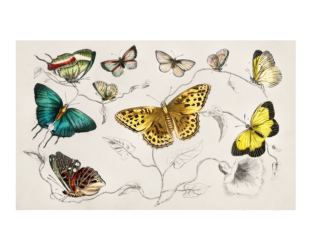 Butterfly drawing art print, remixed from the artwork of Oliver Goldsmith