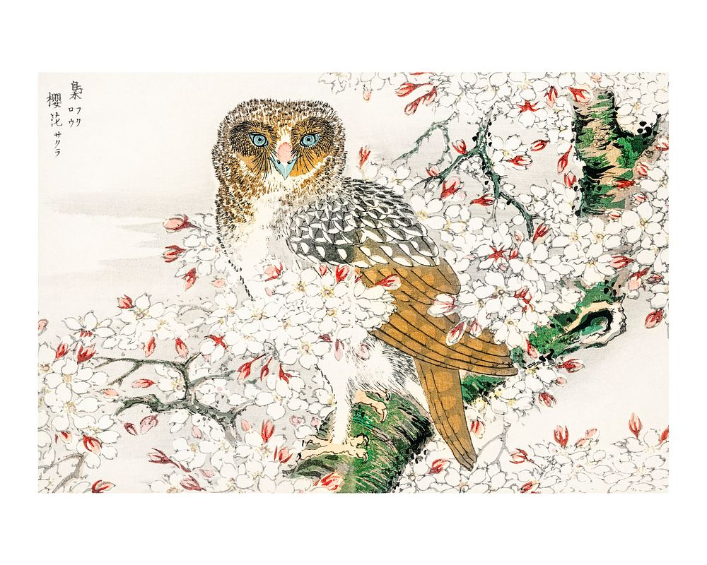 Numata Kashu owl woodblock print, vintage Short-eared Owl and Cherry Flower painting from Pictorial Monograph of Birds…