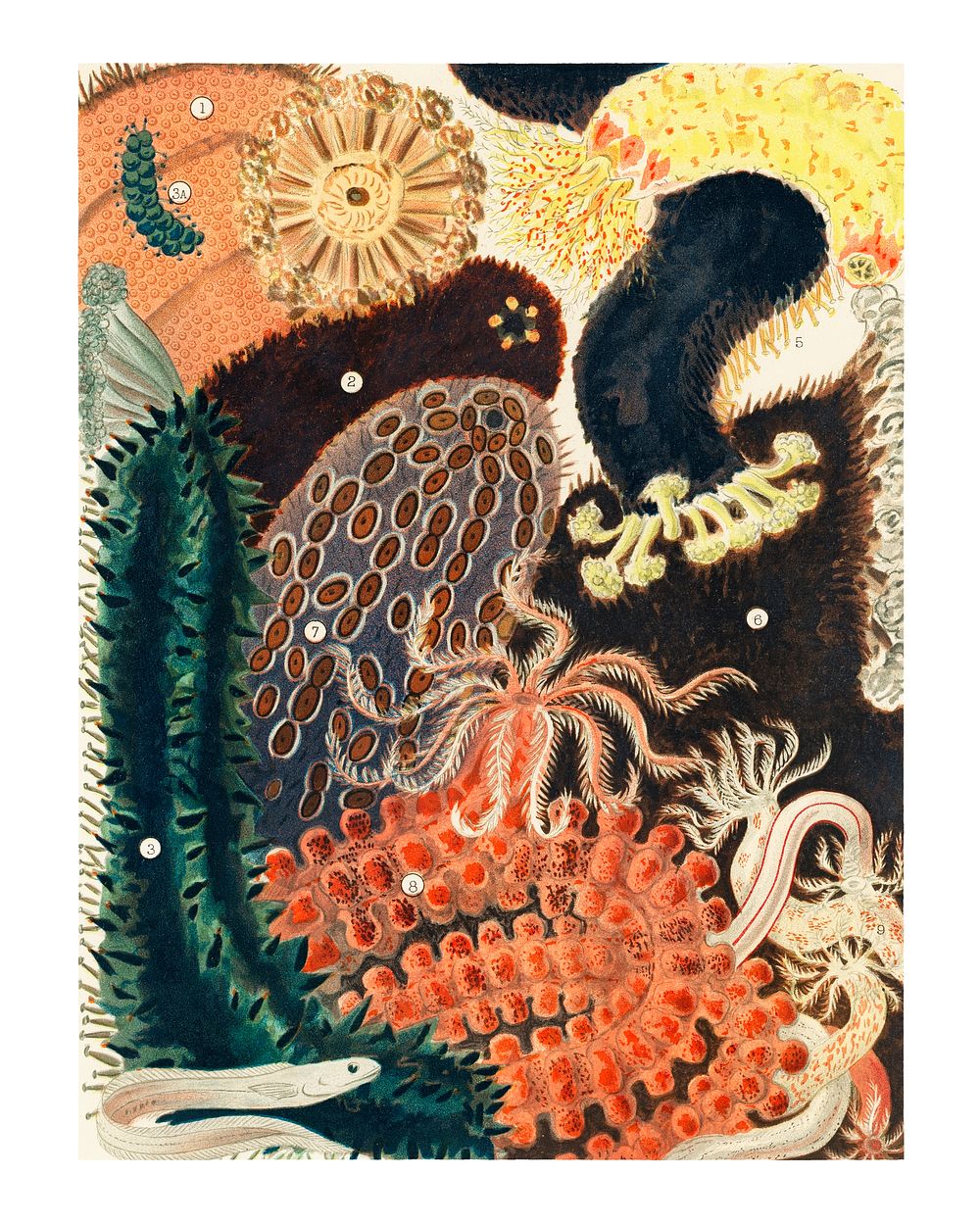 Corals art print, remixed from the artwork of William Saville-Kent