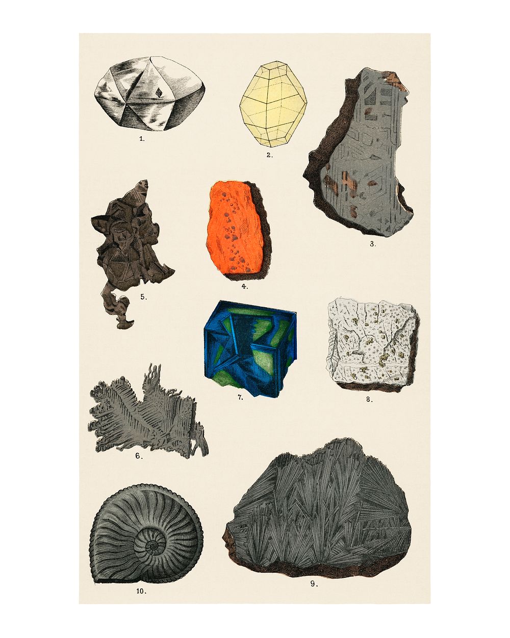 Fossils vintage poster and wall art print, remixed from the artwork of Emil Hochdanz