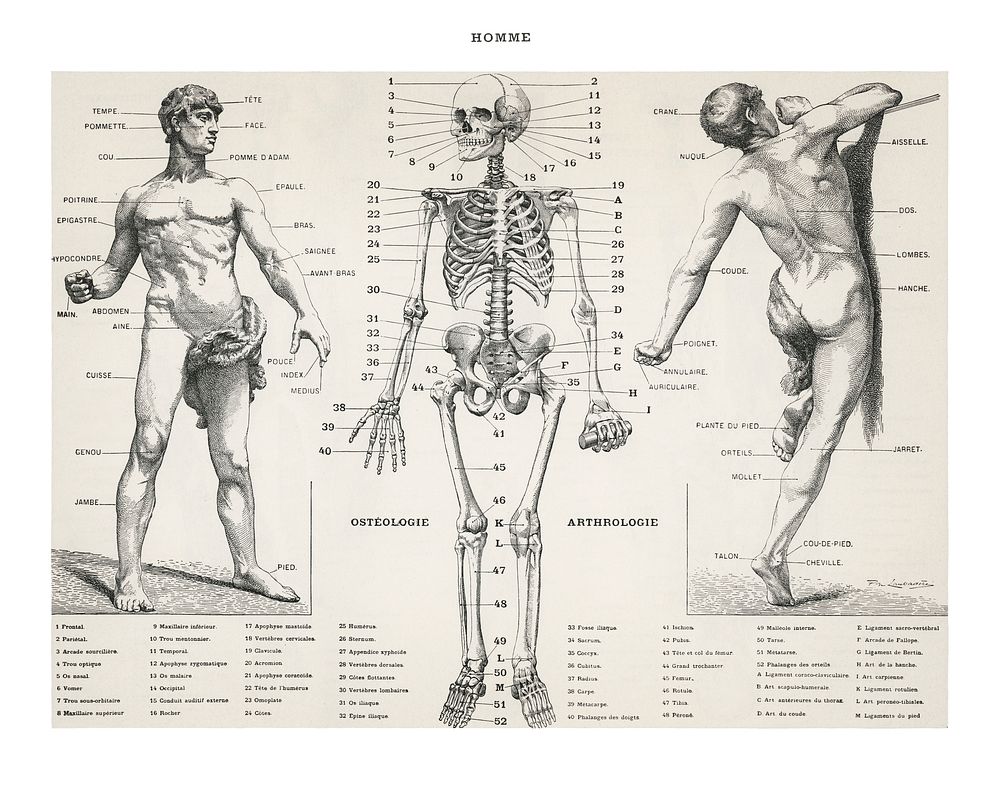 Human body, vintage wall decor, painting illustration, remixed from the artwork of Larousse, Pierre; Aug&eacute; and Claude