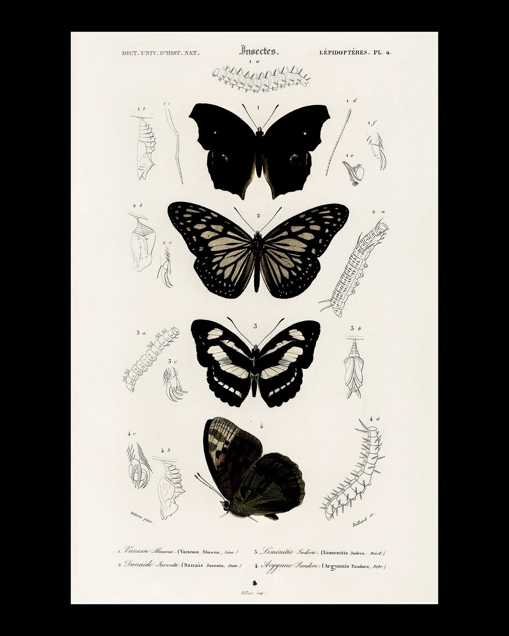 Butterflies vintage art print (1806-1876) by Charles Dessalines D' Orbigny. Digitally enhanced from our own 1892 edition of…