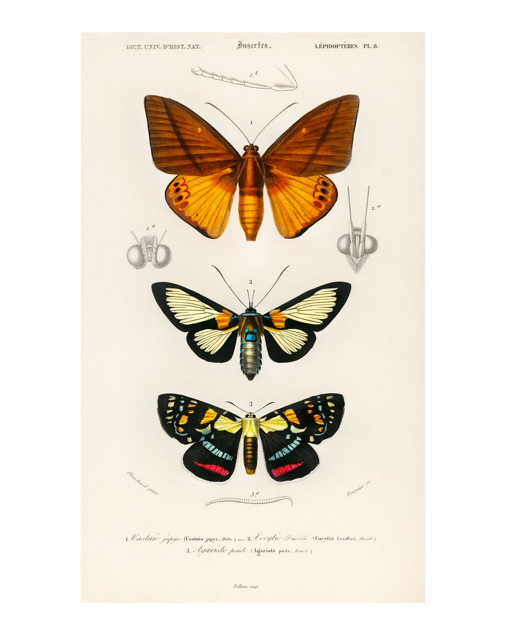 Collection of moths poster (1806-1876) by Charles Dessalines D' Orbigny. Digitally enhanced from our own 1892 edition of…