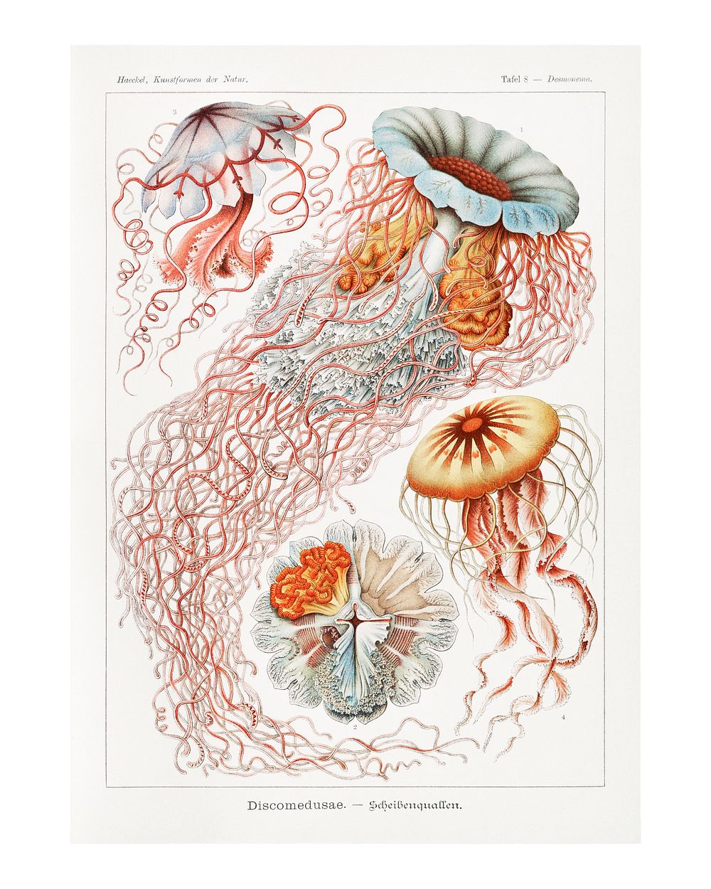 Jellyfish art print, vintage artwork (1904) by Ernst Haeckel. Original from Library of Congress. Digitally enhanced by…
