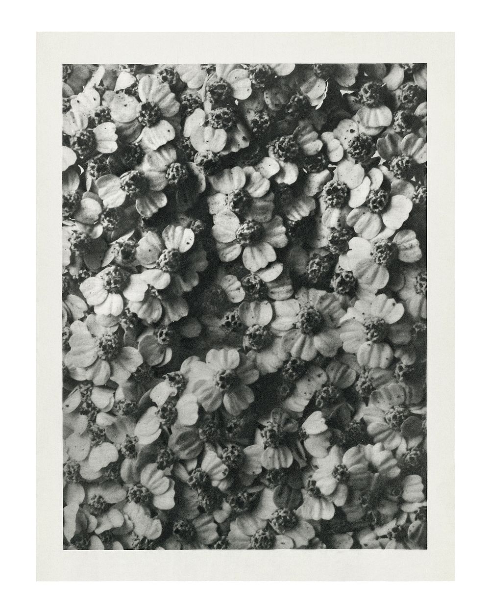 Karl Blossfeldt flower poster, printable famous Yarrow photography (1928). Original from The Rijksmuseum. Digitally enhanced…