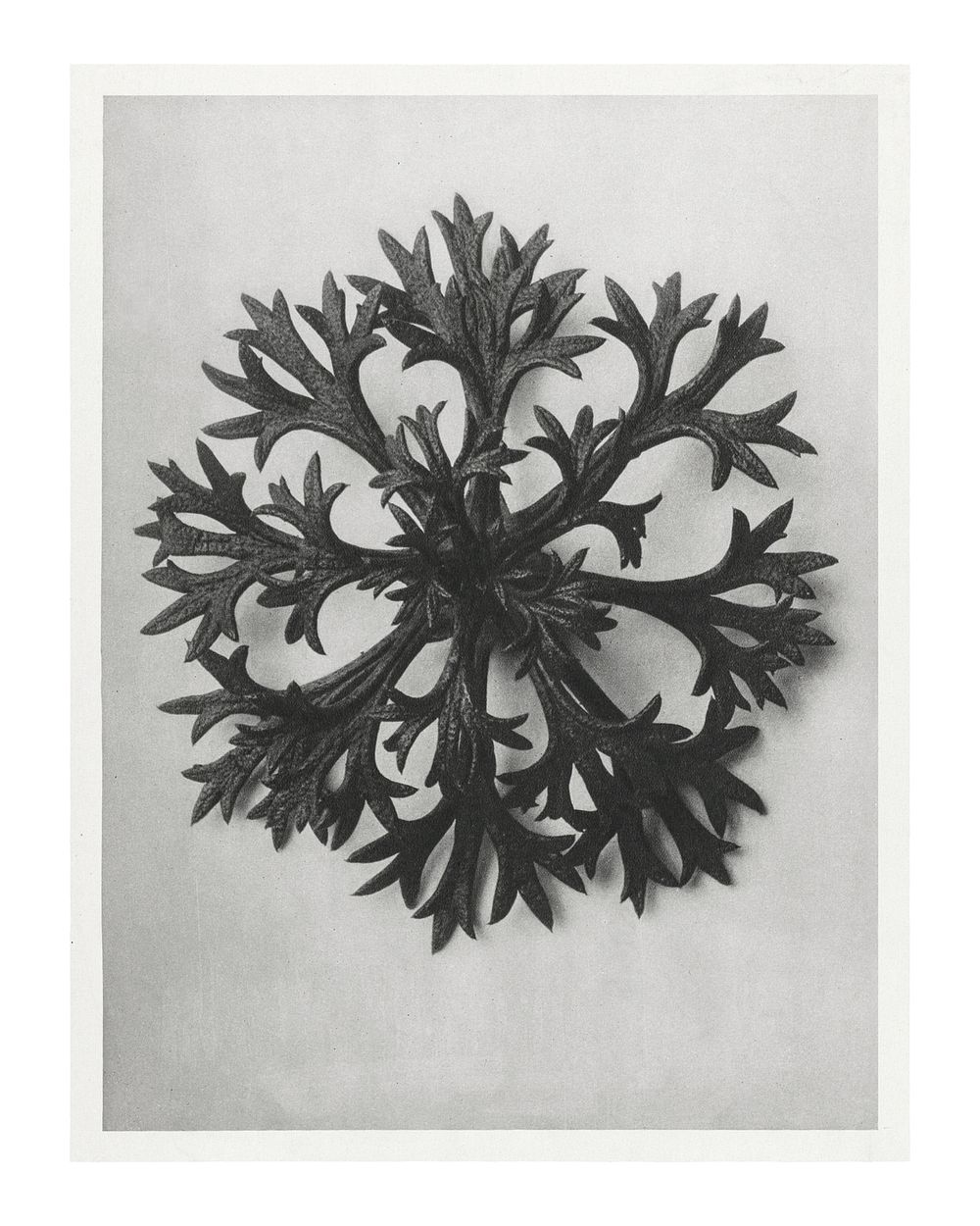 Karl Blossfeldt poster, printable Saxifrage plant photography (1928). Original from The Rijksmuseum. Digitally enhanced by…