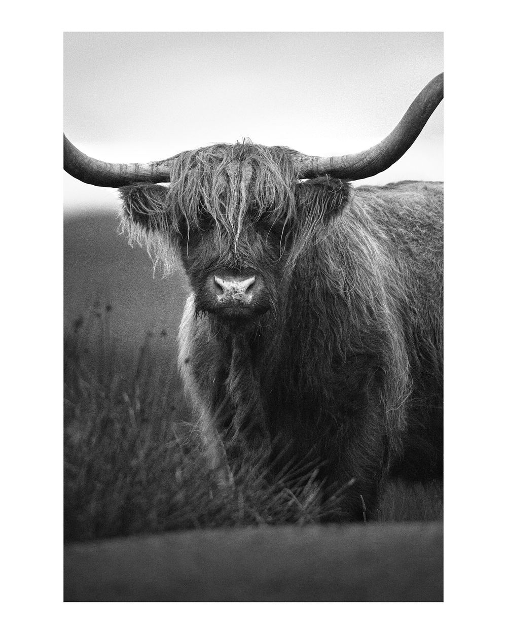 Hairy Scottish Highland cattle art print poster monotone, wildlife wall decor