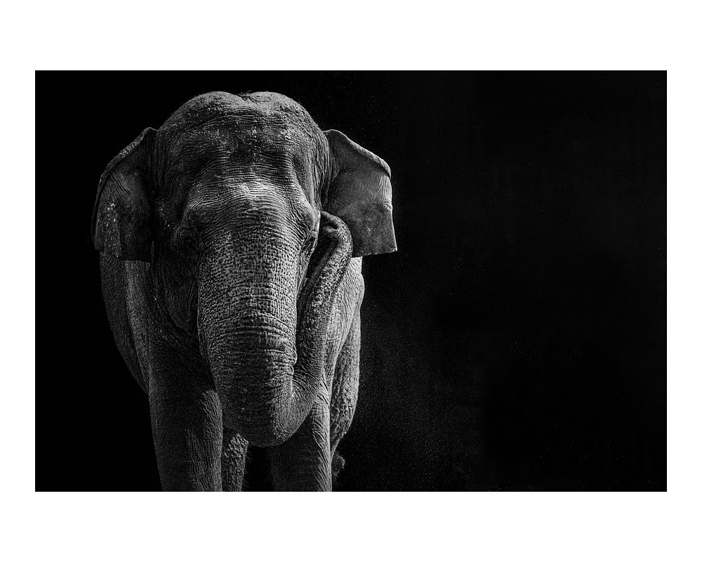 Elephant art print poster monotone, wildlife wall decor