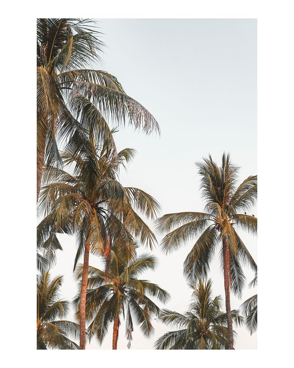 Palm tree art print poster, summer coast wall decor