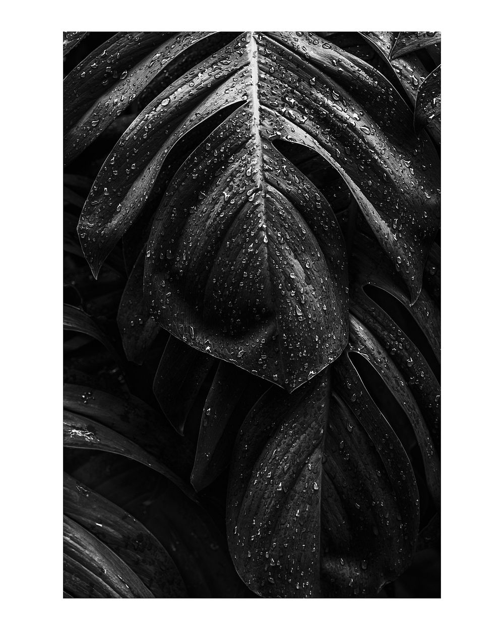 Monstera leaf art print monotone, wall decor