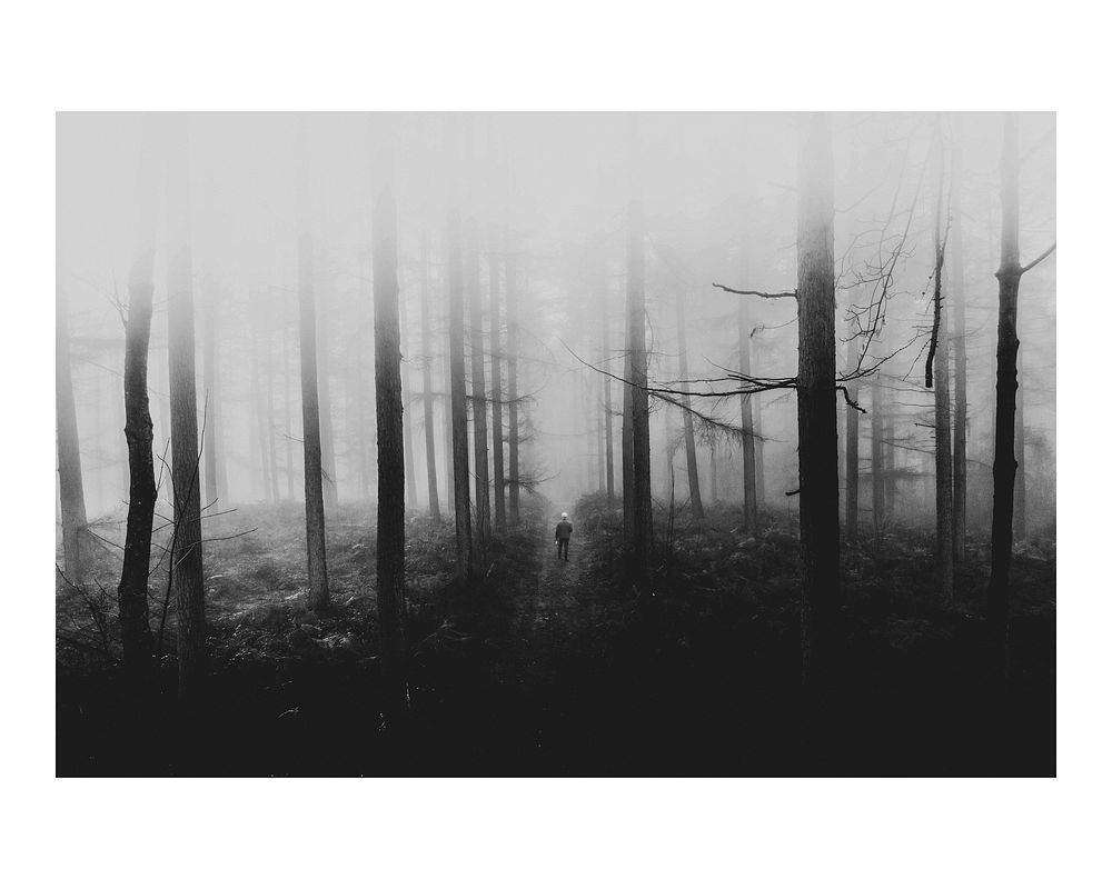 Moody aesthetic misty woods art print poster, nature wall decor
