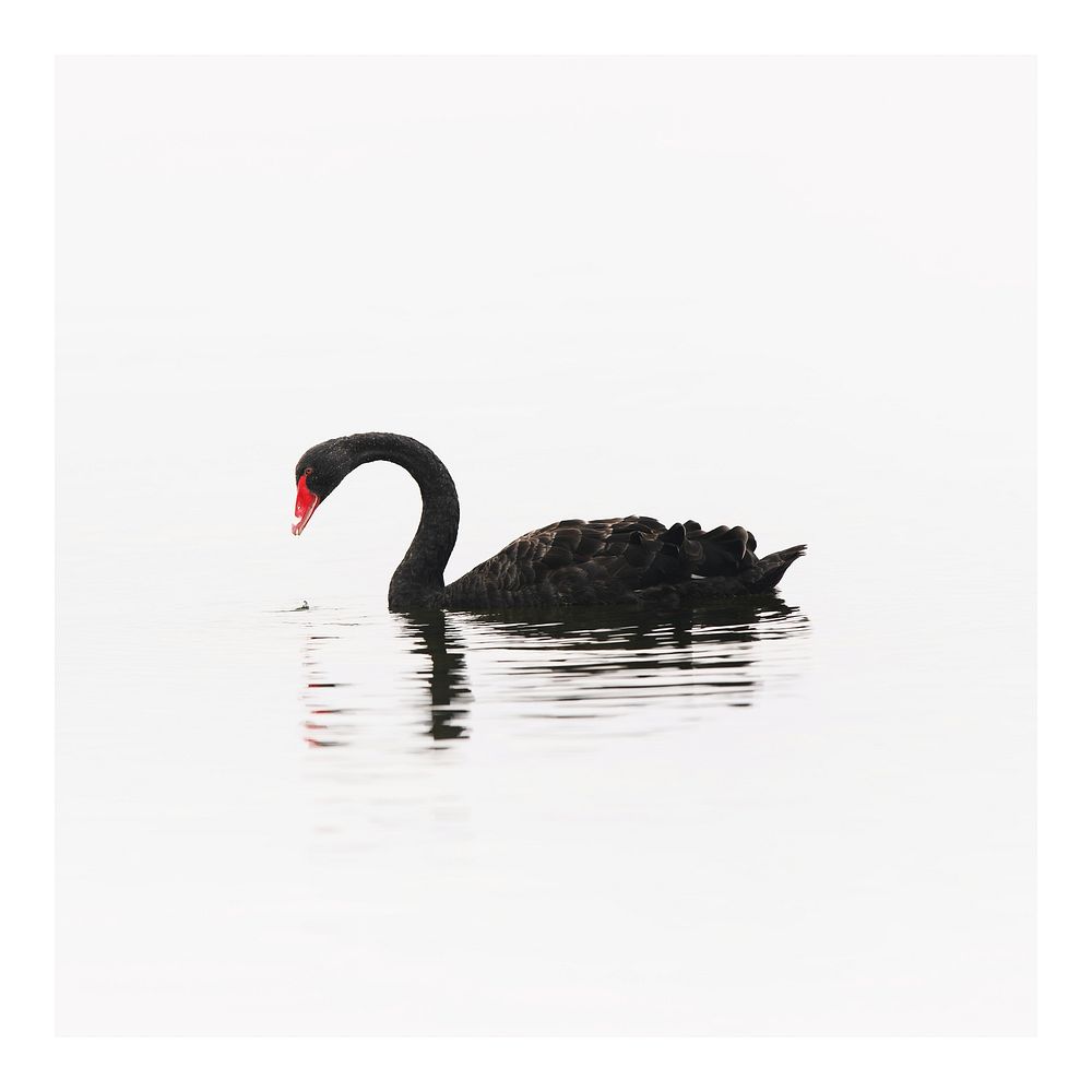 Black swan art print poster, wildlife wall decor