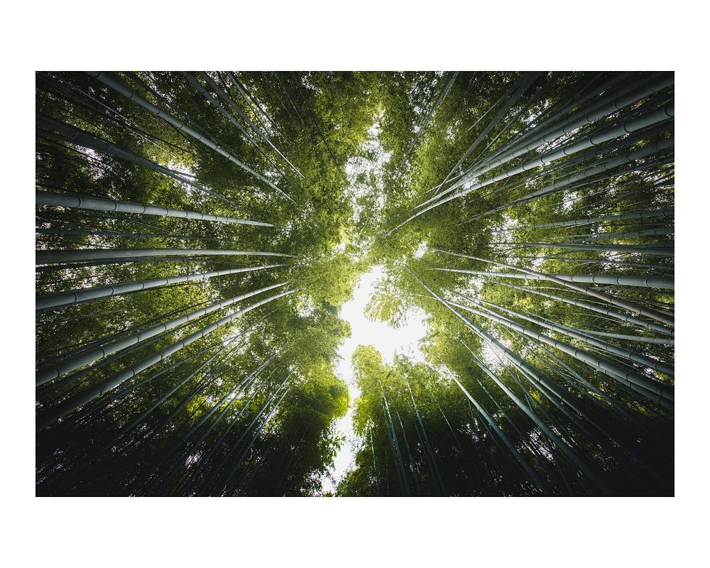 Bamboo forest art print poster, wall decor, low angle view
