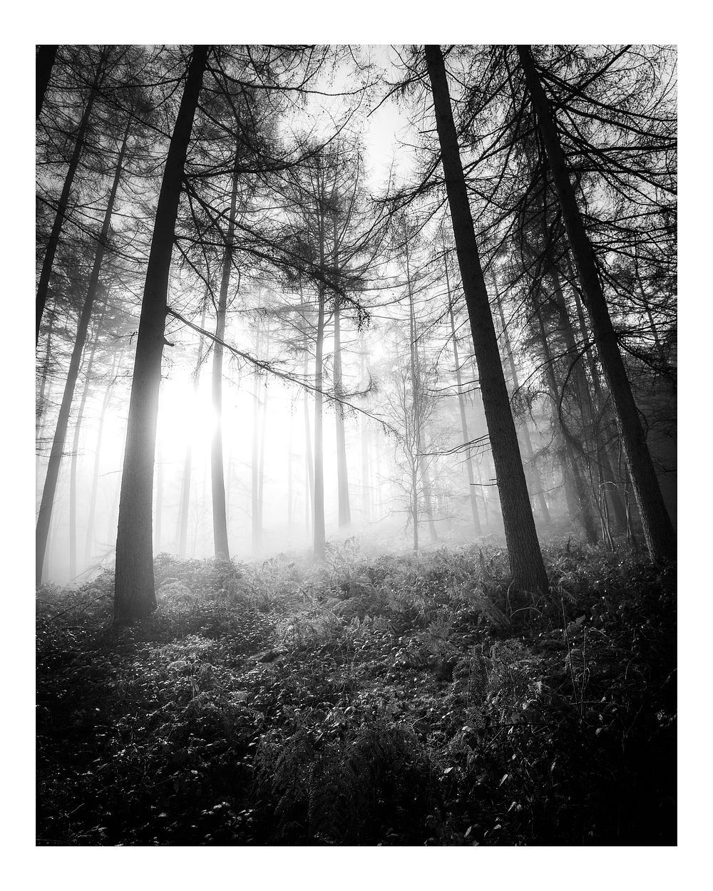 Moody aesthetic misty woods art print poster, monotone nature wall decor